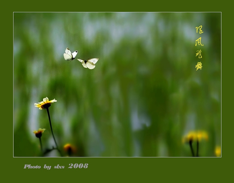 随风飞舞 摄影 山林溪水