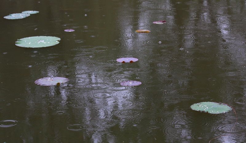 雨中荷叶 摄影 秦人老张