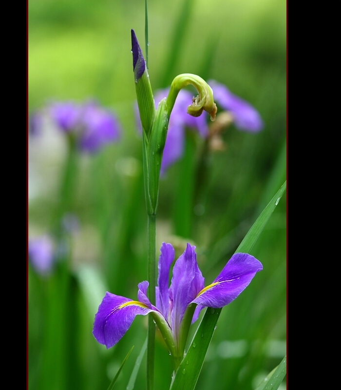 菖蒲 摄影 Bdaqing