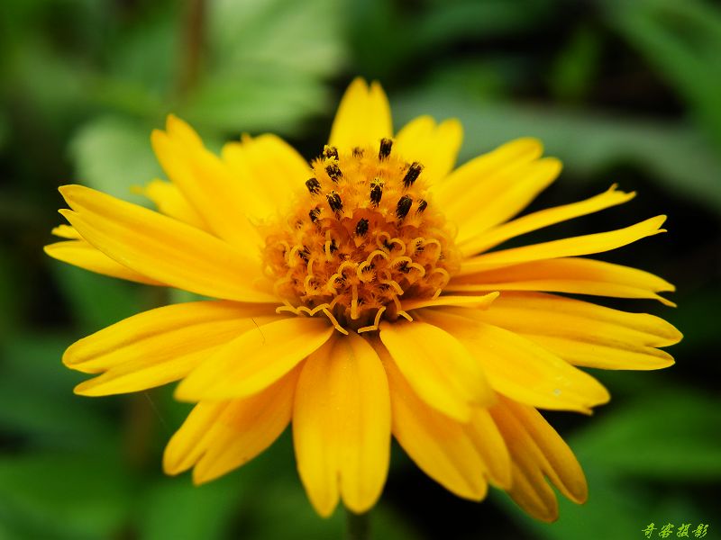 蟛蜞菊 Wedelia chinensis (Osbeck. 摄影 奇客