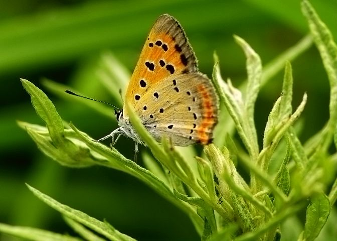 粉蝶2 摄影 海山掠影