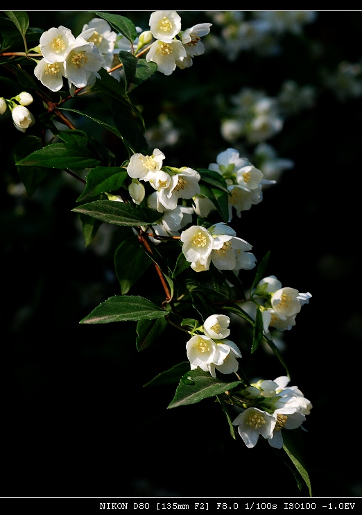 花 摄影 minghsing