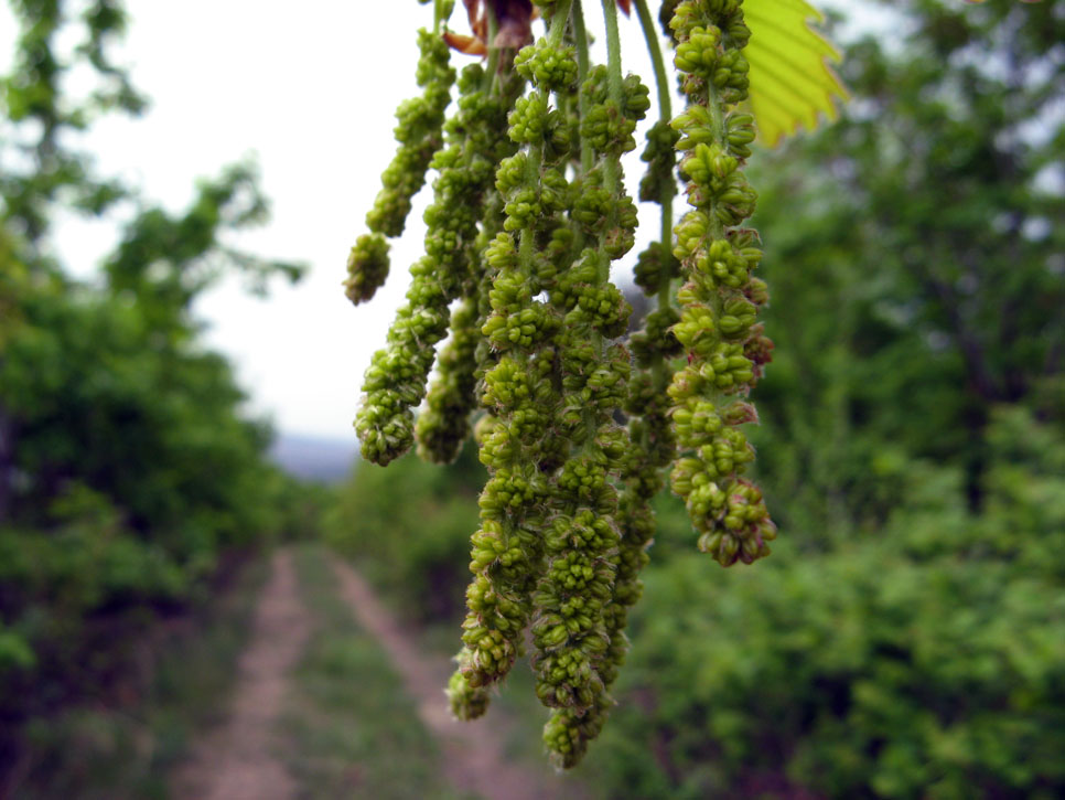 柞树花 摄影 三江龙