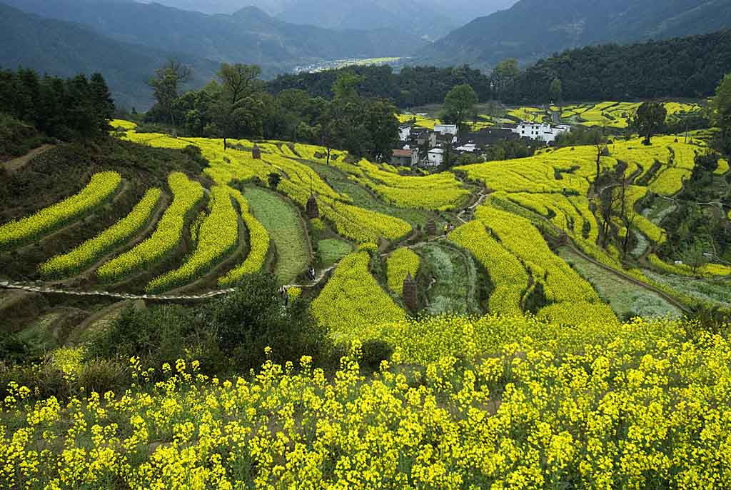 遍地黄花分外香 摄影 dange