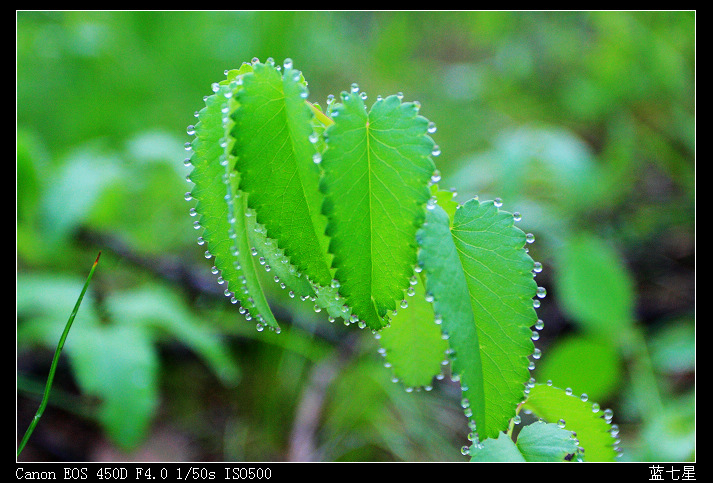 无名小草 摄影 蓝七星