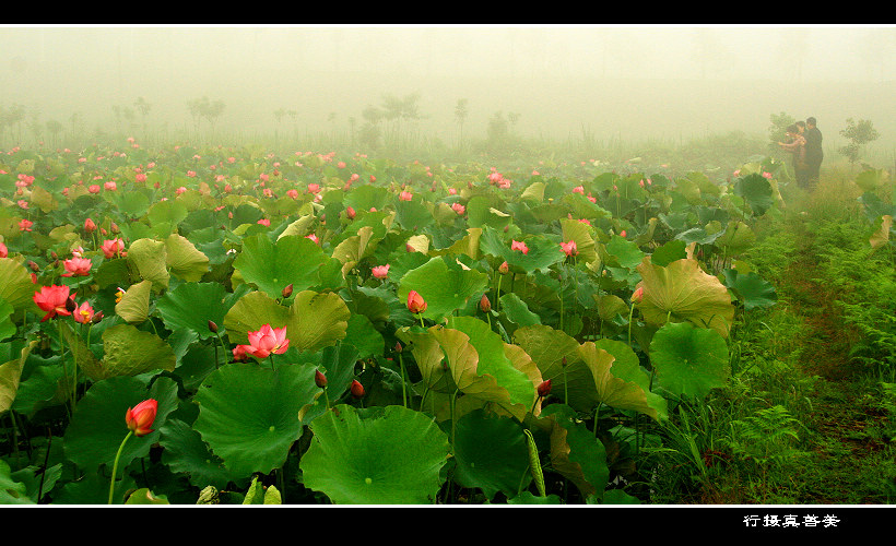 雾里看花 摄影 玉月