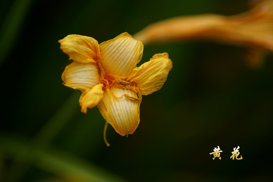 黄花 摄影 娇蕊