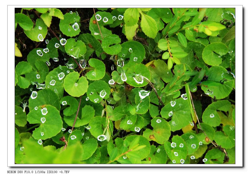 让泪化成相思雨 摄影 人口叮