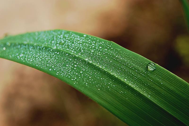 细雨后 摄影 可喜