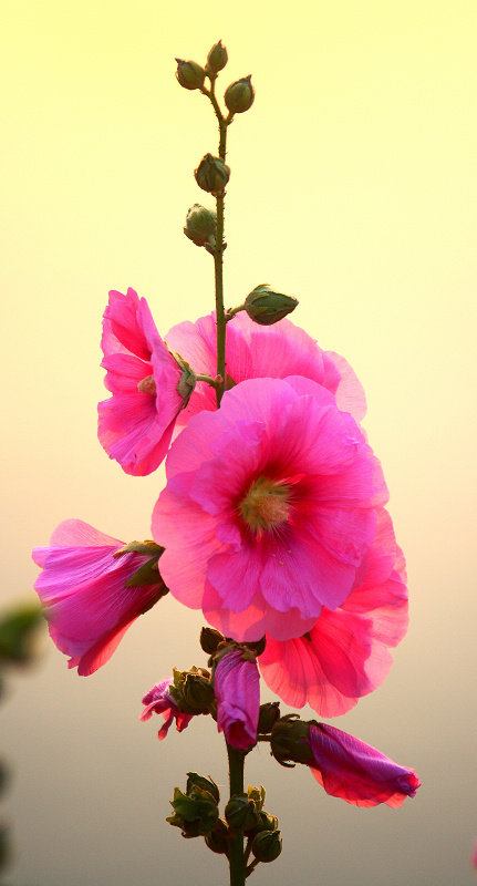 花 摄影 海上柳