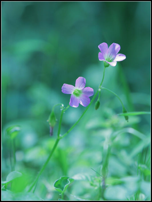 小花 摄影 句吴潜人