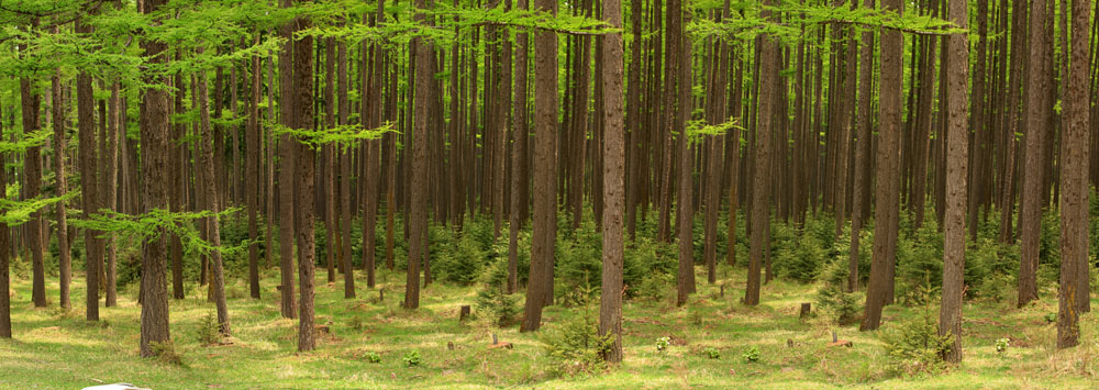 众志成城 摄影 forestphoto