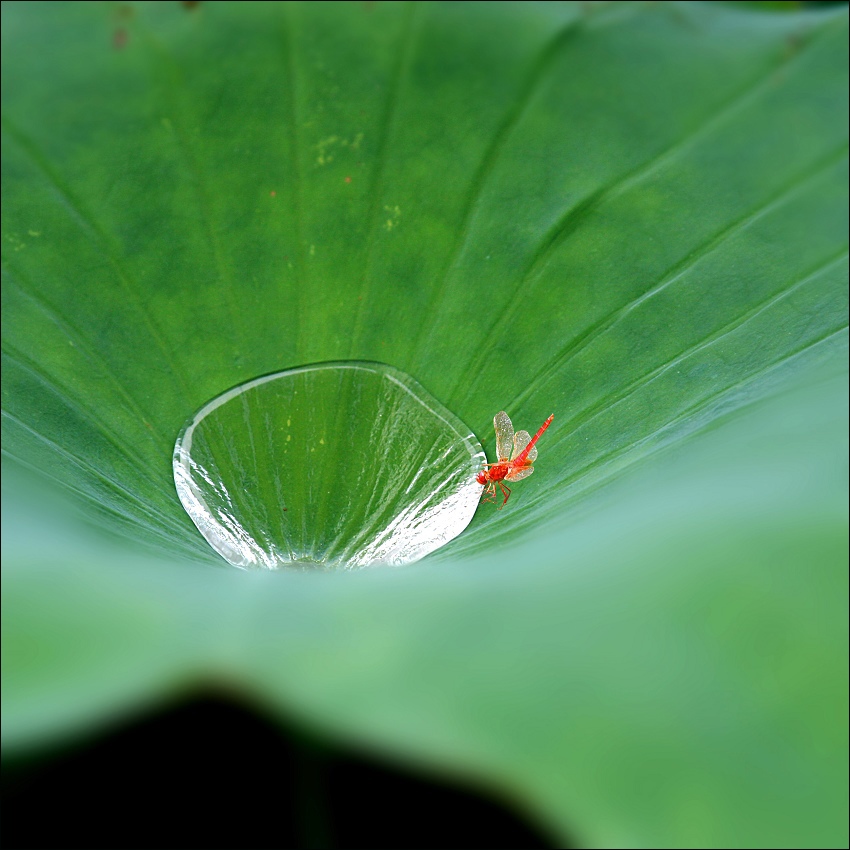 点水蜻蜓 摄影 风卷云舒