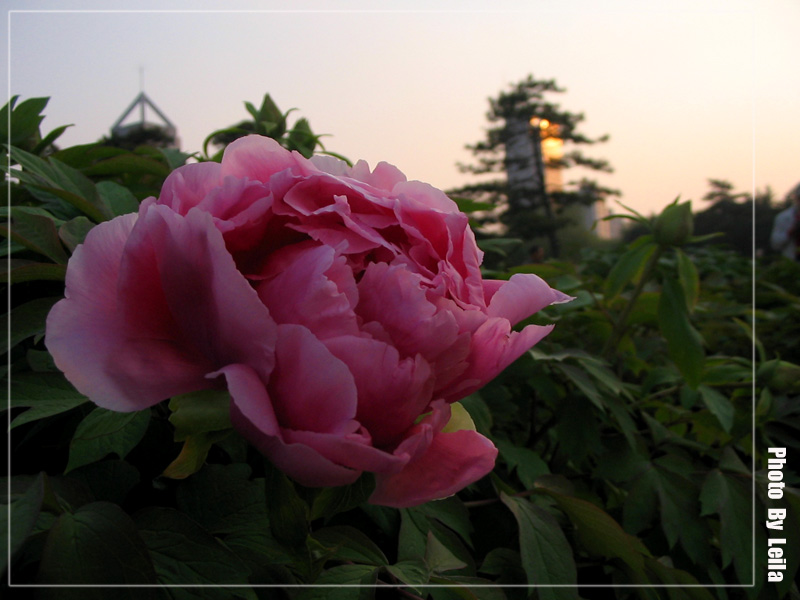 牡丹醉夕阳 摄影 O小雨O