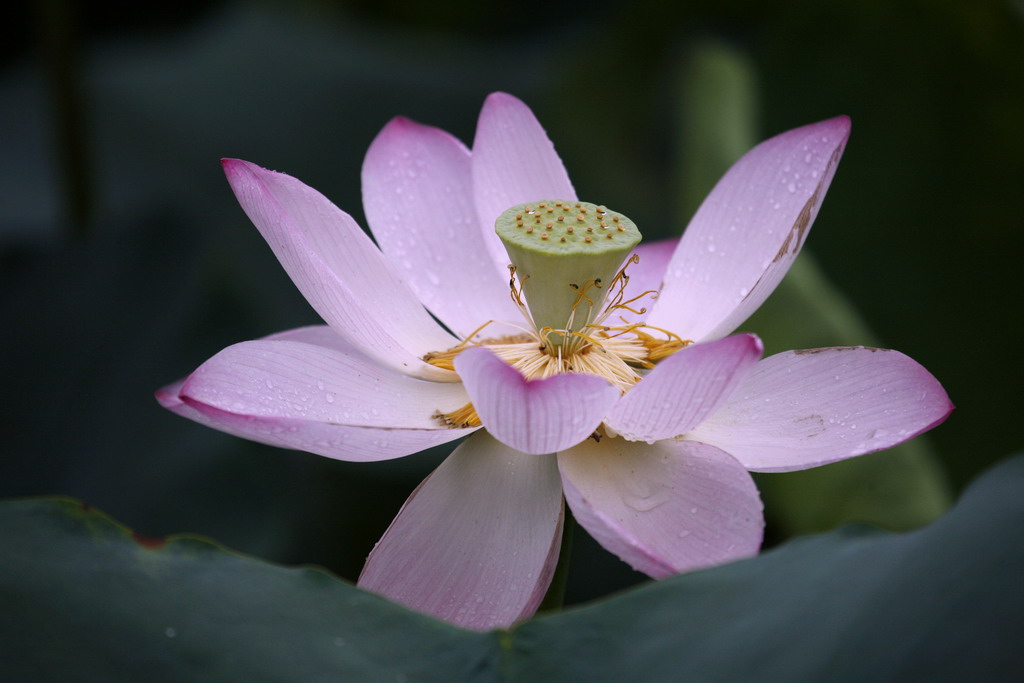 莲 摄影 纵马观花