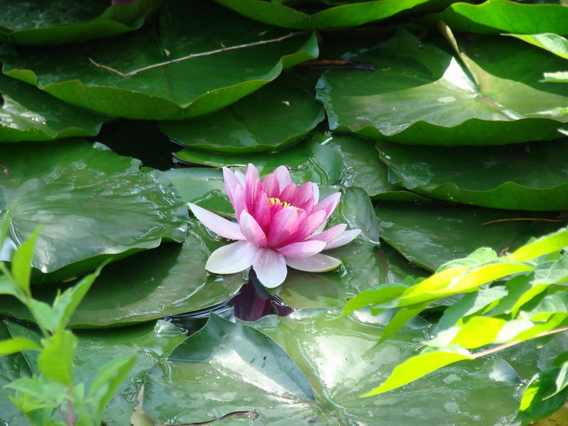 花 摄影 老山石