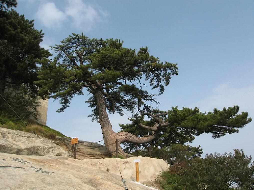 华山迎客松-东峰.JPG 摄影 日暮清风