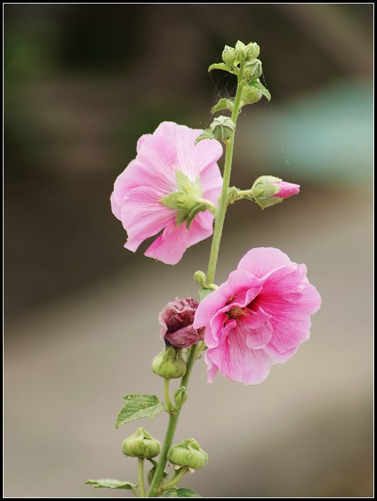 花 摄影 叶子杂草