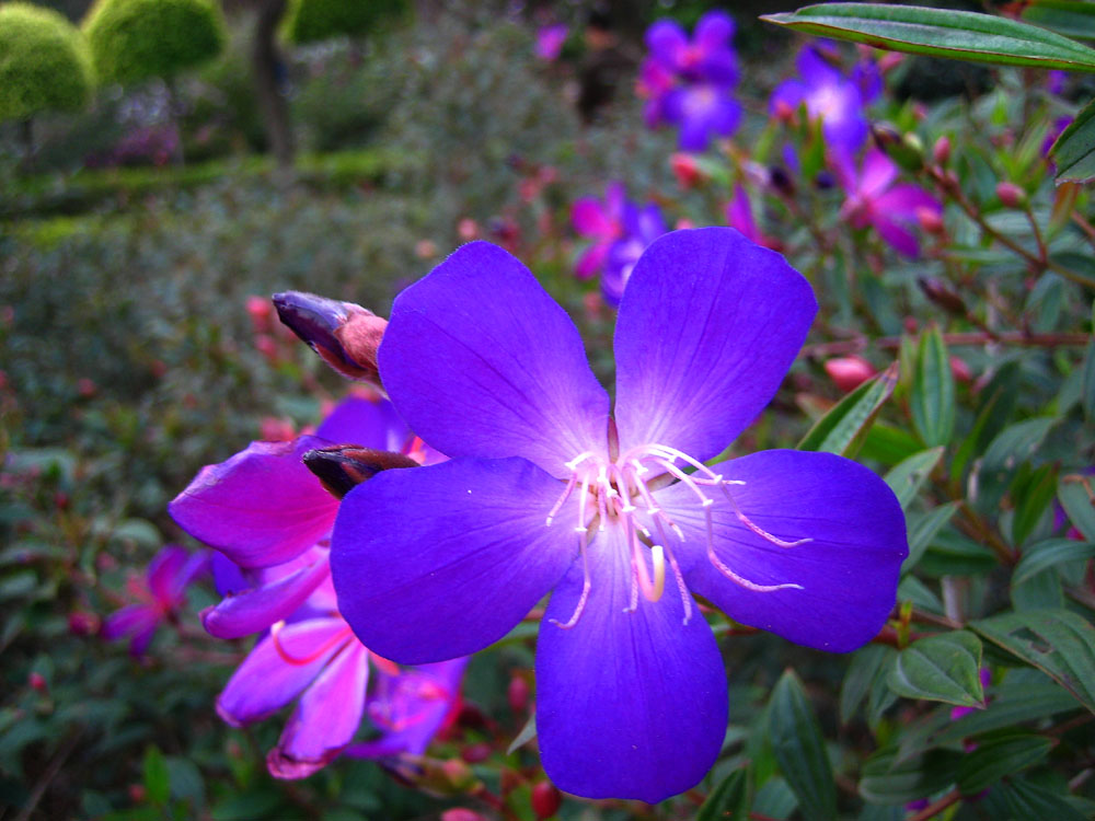 请教花名 摄影 xiaotianshi