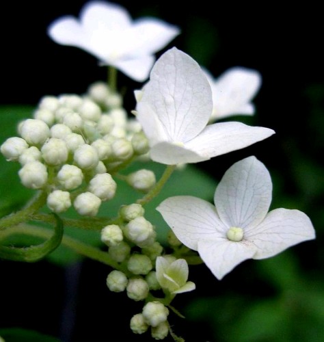 山间小花 摄影 菊苑幽幽