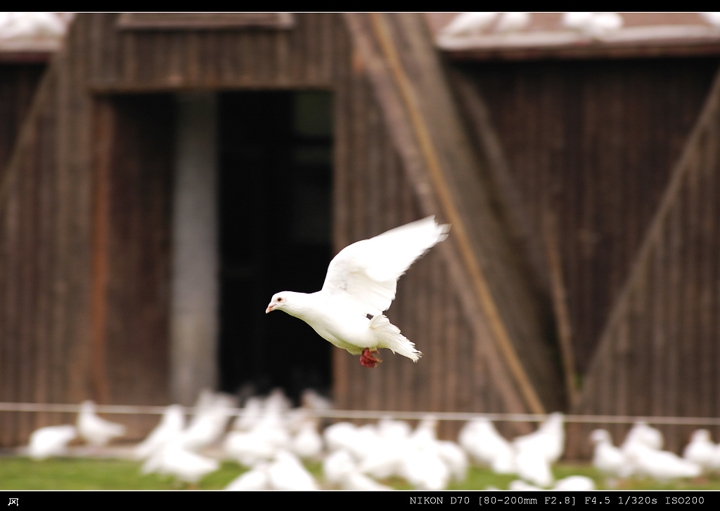 pigeon 摄影 王冈