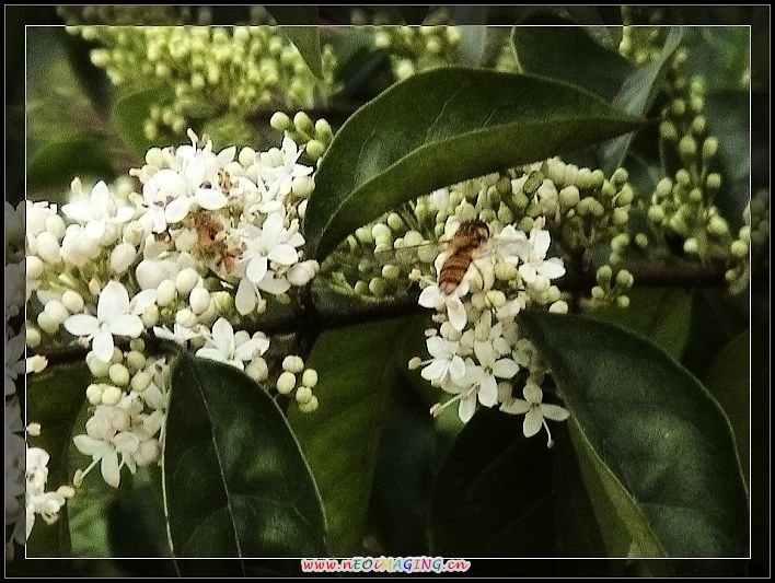 柑子花 摄影 快乐就是健康