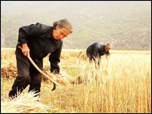 太行山区的麦子丰收了 摄影 亦霖