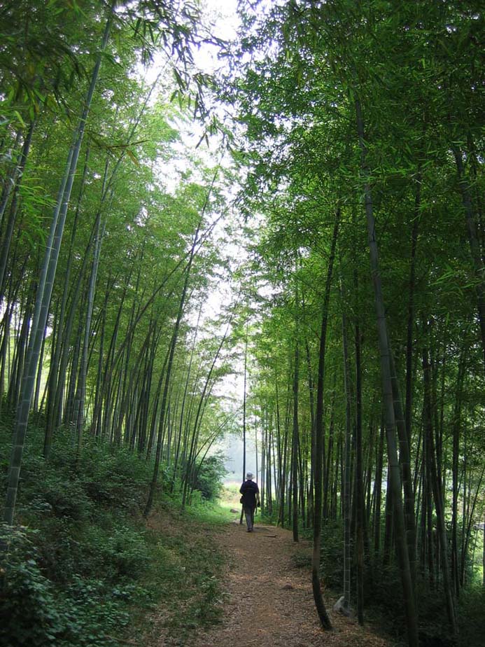 走在乡村的小路上 摄影 老树临风