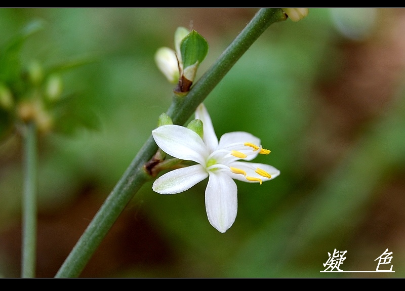 小花 摄影 凝色