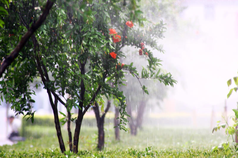 细雨无声石榴红 摄影 油灯