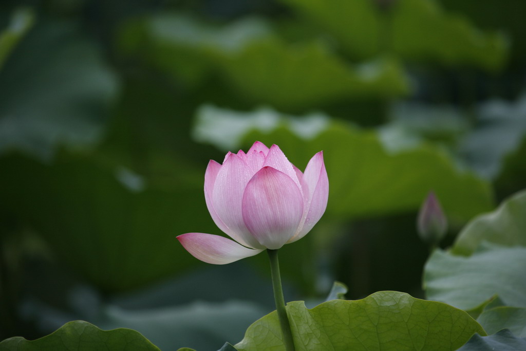 大白采风之：荷3 摄影 纵马观花