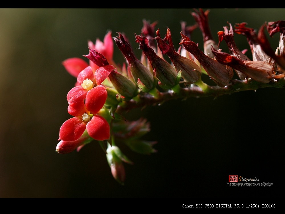 花卉 摄影 水过无痕