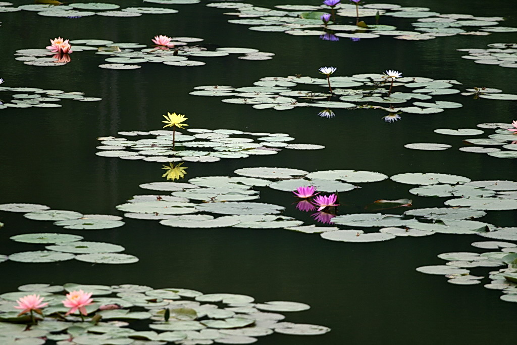 五彩缤纷 摄影 黄大为