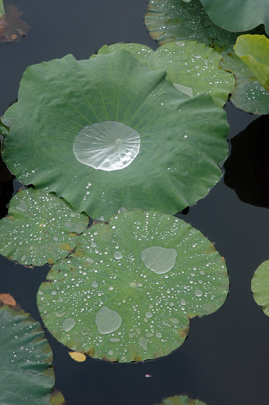 雨后 摄影 老王