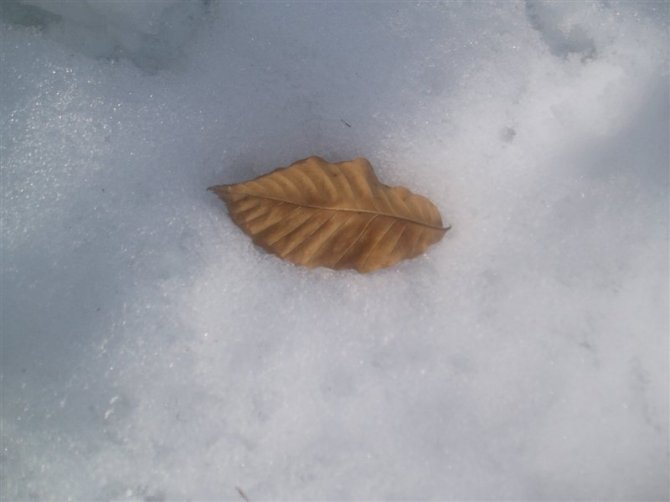 叶.枯.雪 摄影 绾青丝