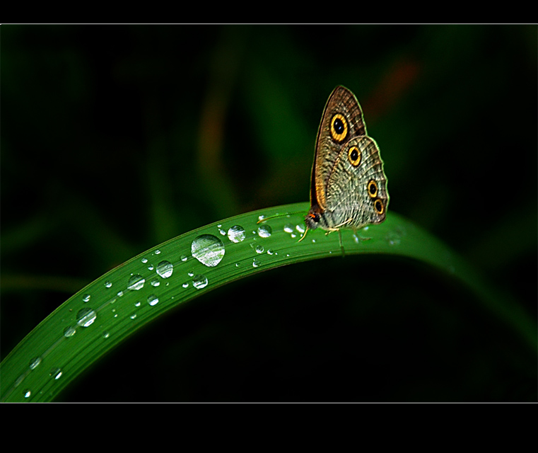 早茶 摄影 秋日暮雨