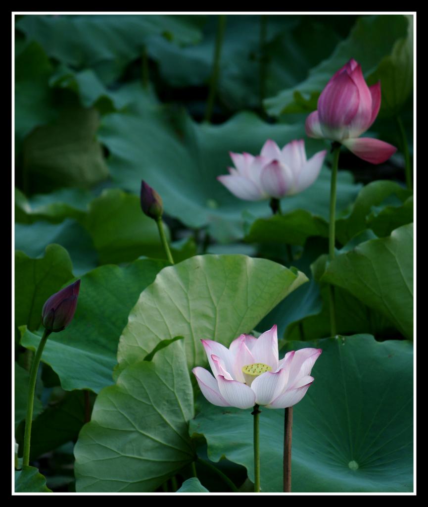 夏荷_相映 摄影 杰瑞_邓