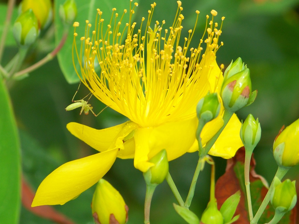 花与虫虫 摄影 没天理