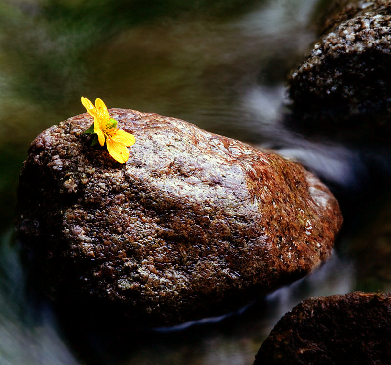 "落花流水＂～～ 摄影 布衣山农