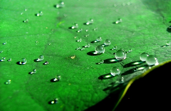 大珠小珠落玉盘 摄影 雨后_斜阳