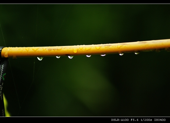 雨中的竹竿 摄影 唐泊虎