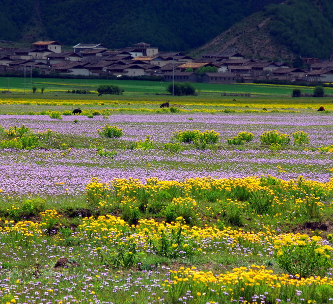 《花里人家》 摄影 狼康益西