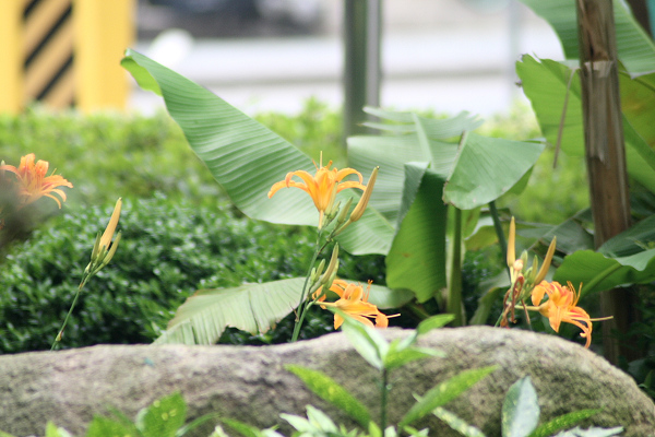 黄花菜之黄花 摄影 老人新手