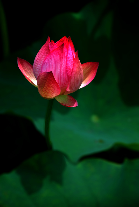 一枝独秀 摄影 霞湖客