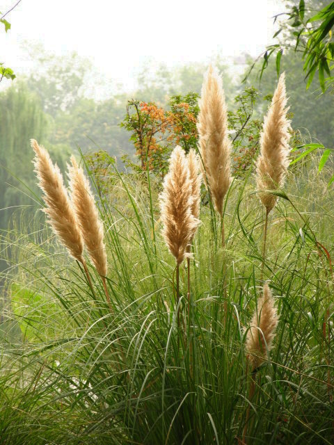 城市里的芦苇 摄影 buchen