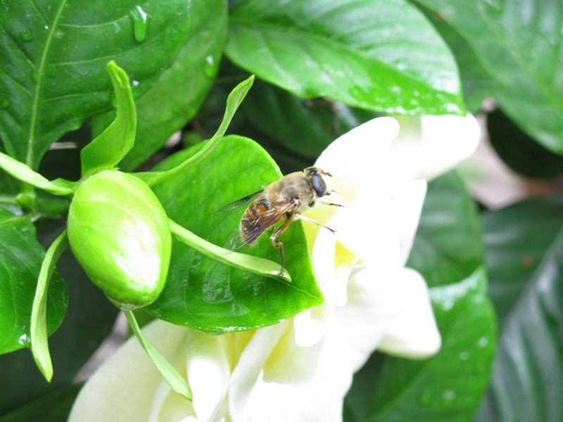 雨后栀子花 摄影 光光海洋