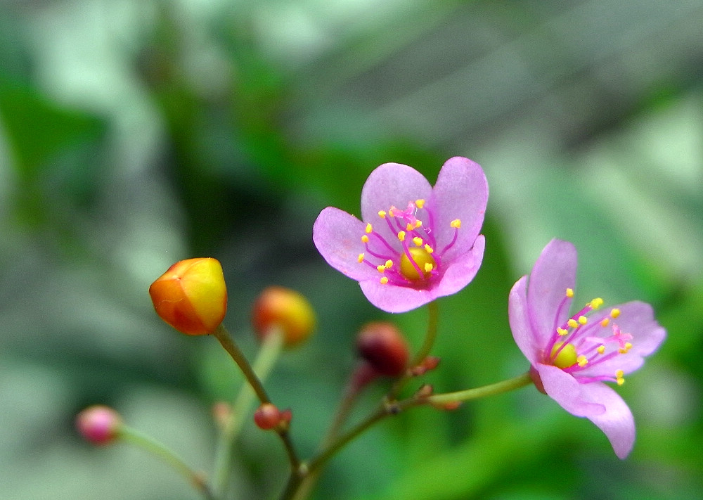 人参菜花 摄影 孤客