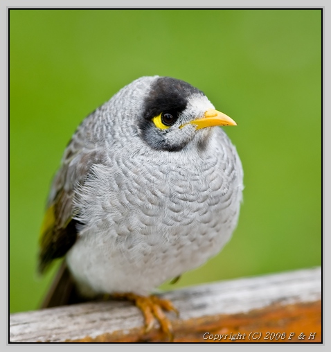 Noisy Miner 摄影 Nassoy