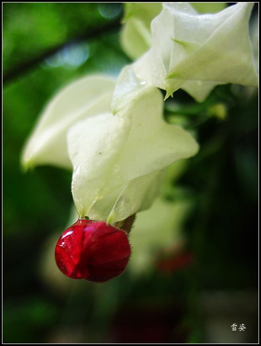 小花 摄影 雪姿