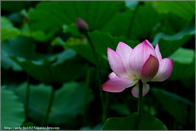 Lotus is blooming 摄影 andyliu1977